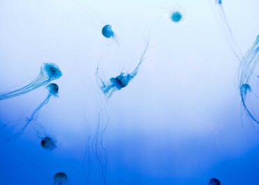 Corporis sit nam assumenda atque